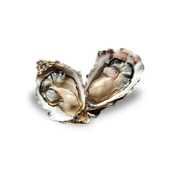 Shellfish Pan Ocean Singapore - Sea Through Us