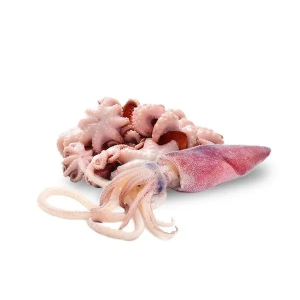 Cephalopod Pan Ocean Singapore - Sea Through Us