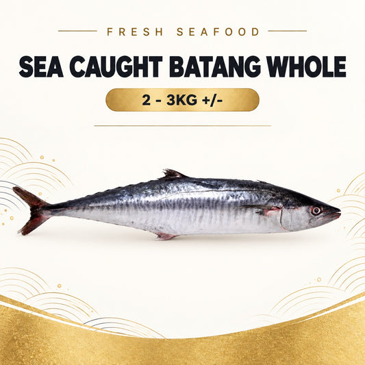 Fresh Sea Caught Batang Whole (2 - 3KG +/-) – Pan Ocean Singapore