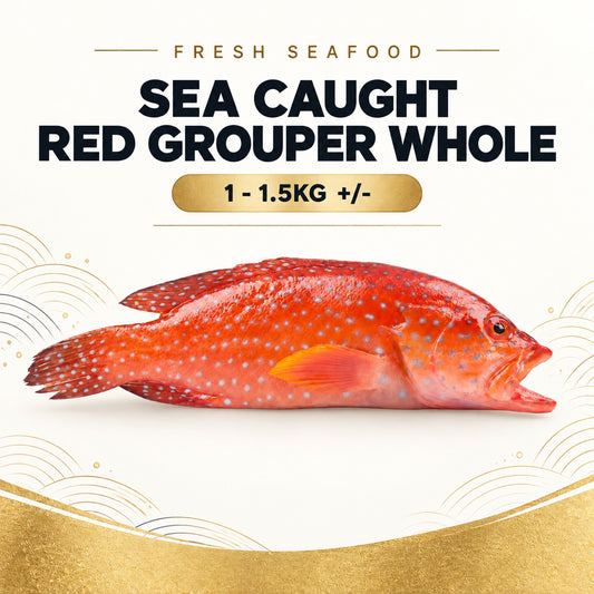 Fresh Sea Caught Red Grouper Whole (1 - 1.5KG +/-) – Pan Ocean Singapore
