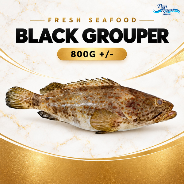 Fresh Black Grouper (800g +/-)