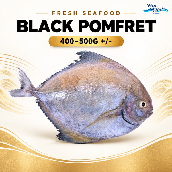 Fresh Black Pomfret (400 - 500g +/-)