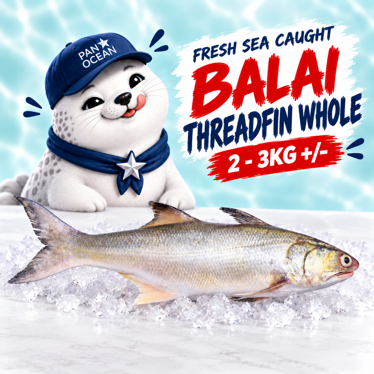 Fresh Sea Caught Balai Threadfin Whole (2 - 3KG +/-) — Pano aqua product listing