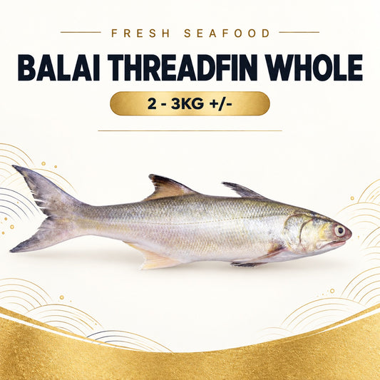 Fresh Sea Caught Balai Threadfin Whole (2 - 3KG +/-) – Pan Ocean Singapore