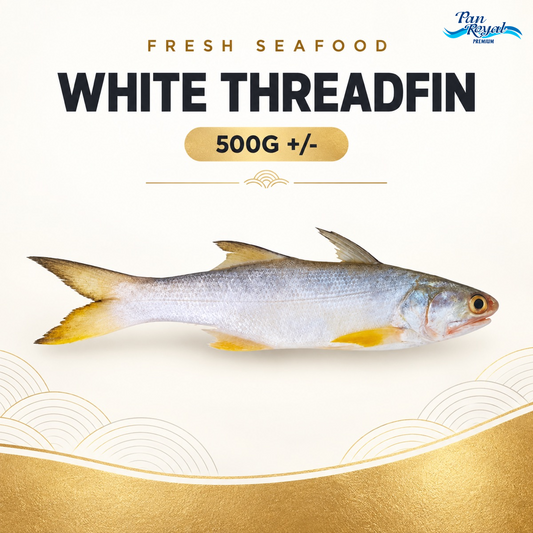 Fresh White Threadfin (500g +/-) – Pan Ocean Singapore