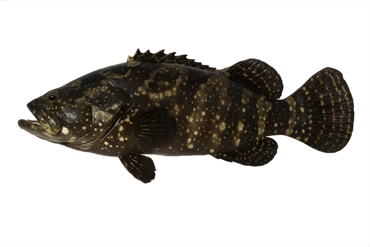 Fresh Frozen Hybrid Grouper - Pan Ocean Singapore