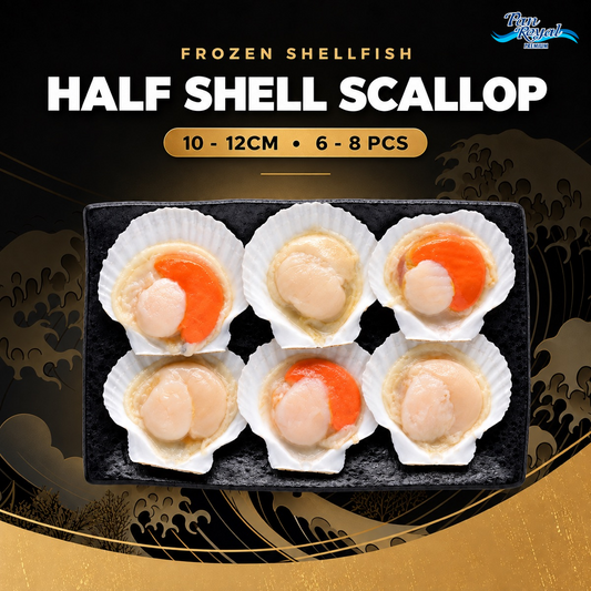 HALF SHELL SCALLOP 10 - 12CM • 6 - 8 PCS