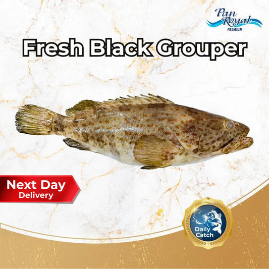 [PAN ROYAL] Fresh Black Grouper (800g +/-)-Pan Ocean Singapore - Sea Through Us