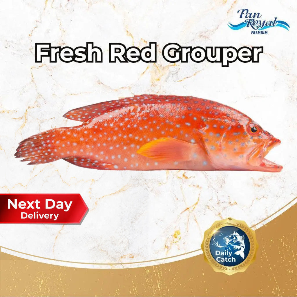 Fresh Red Grouper (400 - 500g +/-) – Pan Ocean Singapore