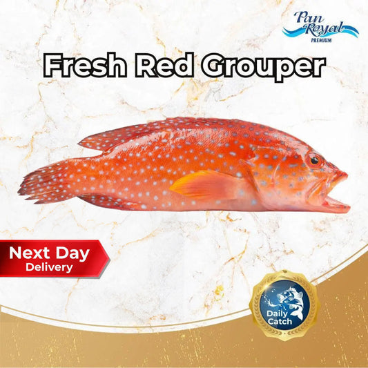 Fresh Red Grouper (400 - 500g +/-) – Pan Ocean Singapore