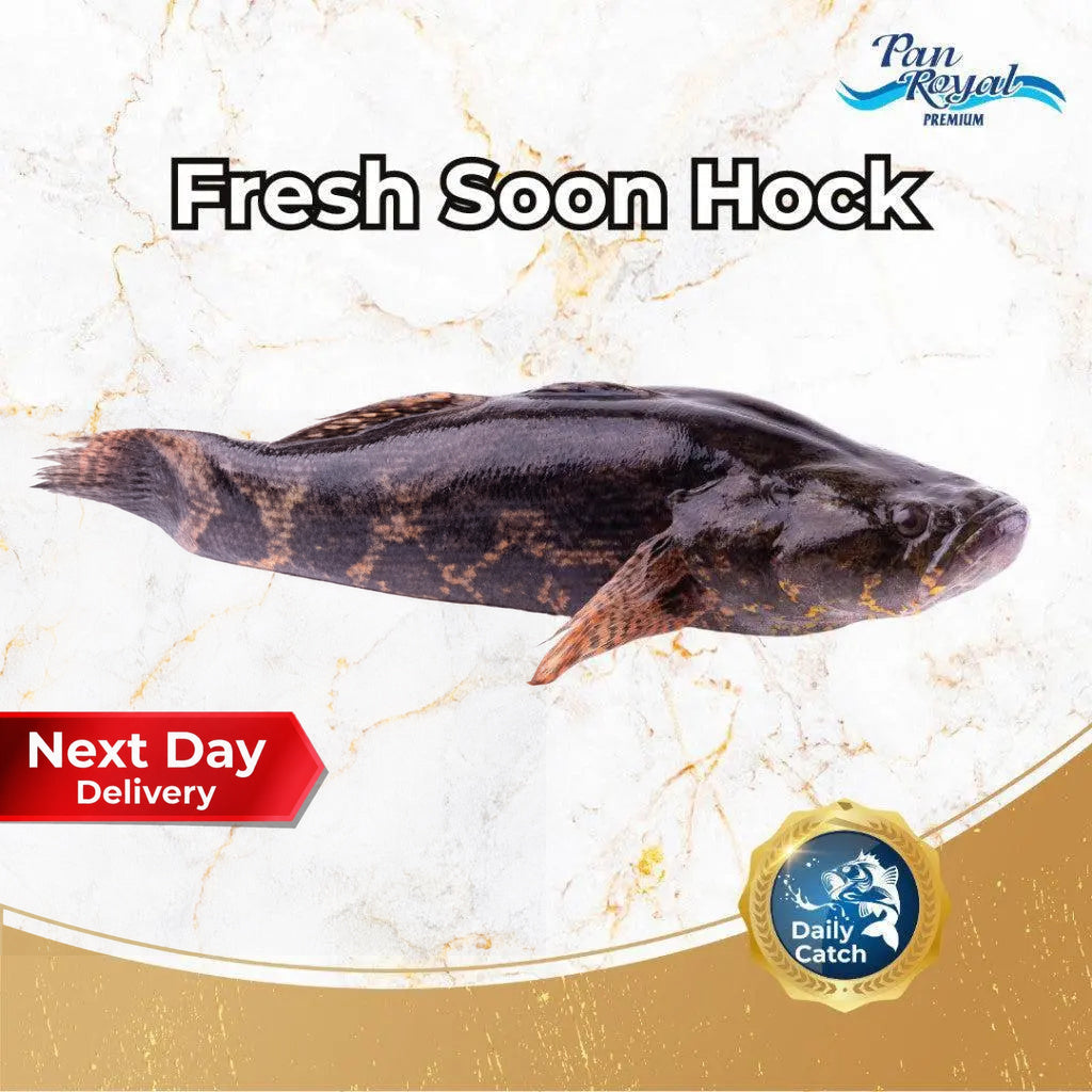 Fresh Soon Hock (500 - 600g +/-) – Pan Ocean Singapore