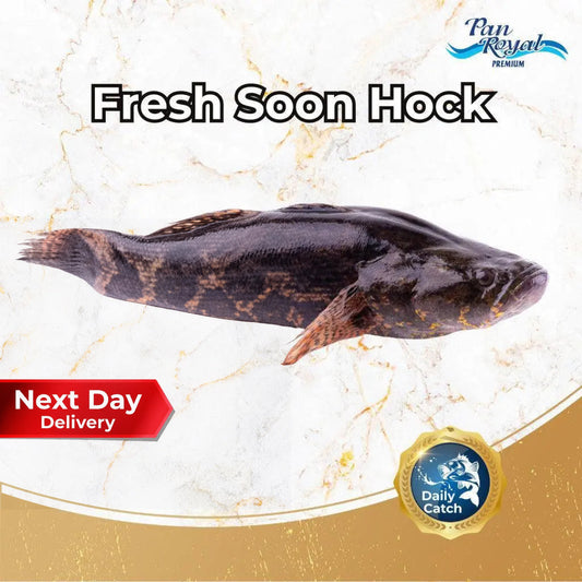Fresh Soon Hock (500 - 600g +/-) – Pan Ocean Singapore