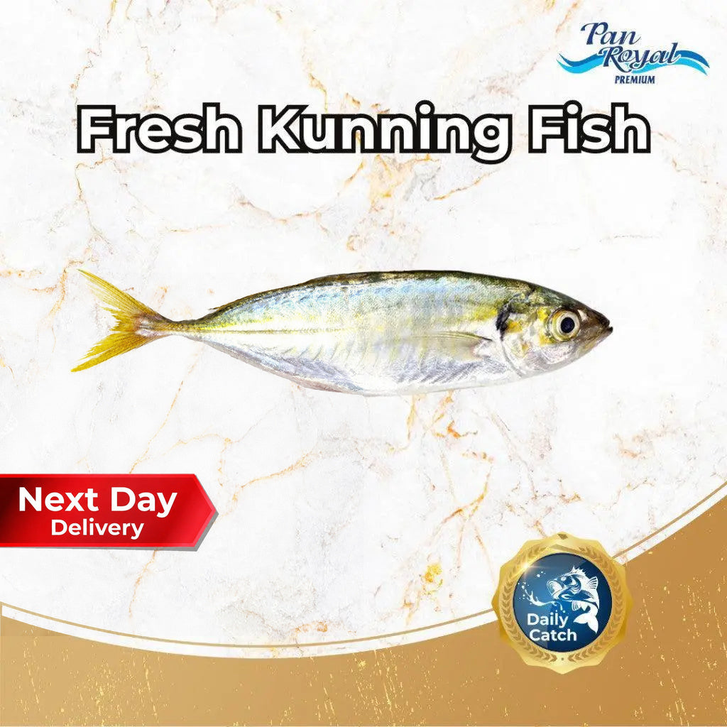 [PAN ROYAL] Fresh Kunning Fish (450g +/-)-Pan Ocean Singapore - Sea Through Us