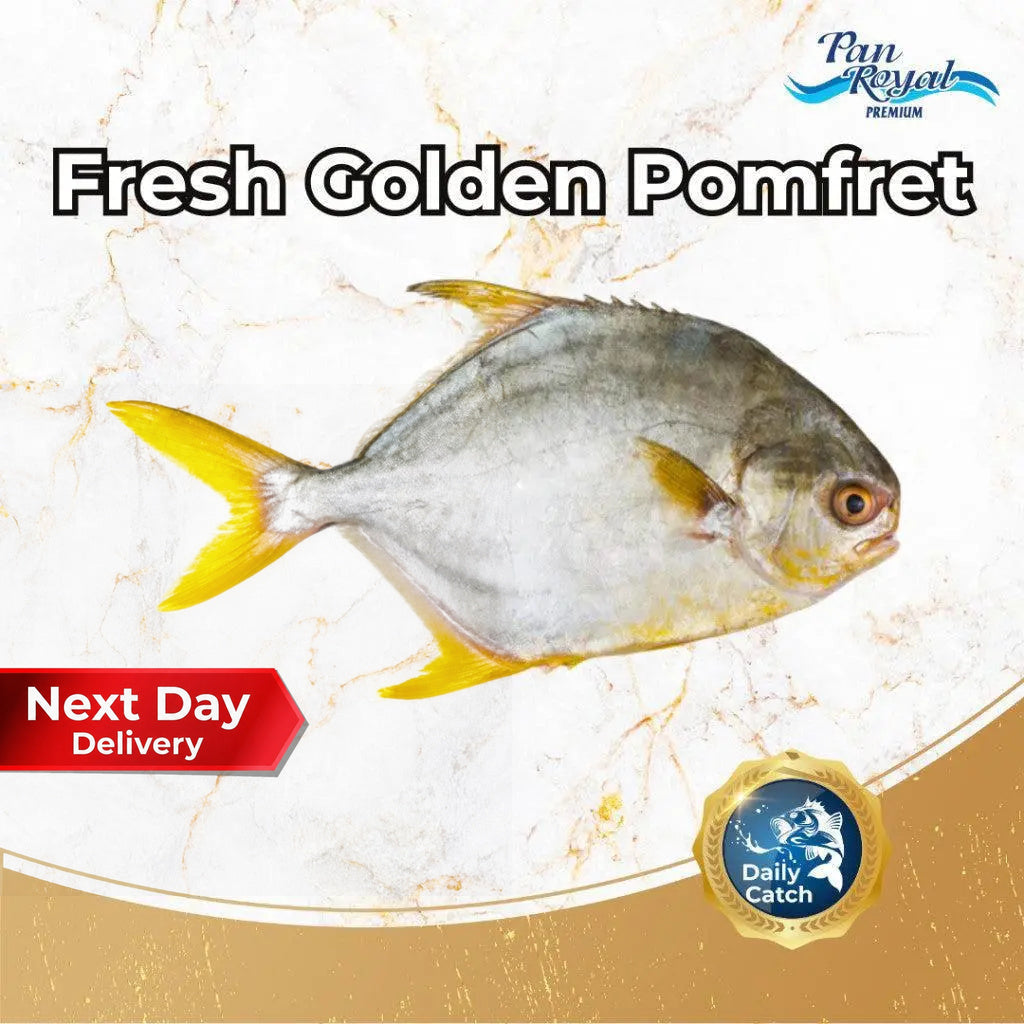 Fresh Golden Pomfret (400 - 500g +/-) – Pan Ocean Singapore