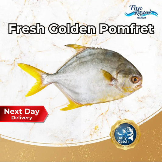 Fresh Golden Pomfret (400 - 500g +/-) – Pan Ocean Singapore