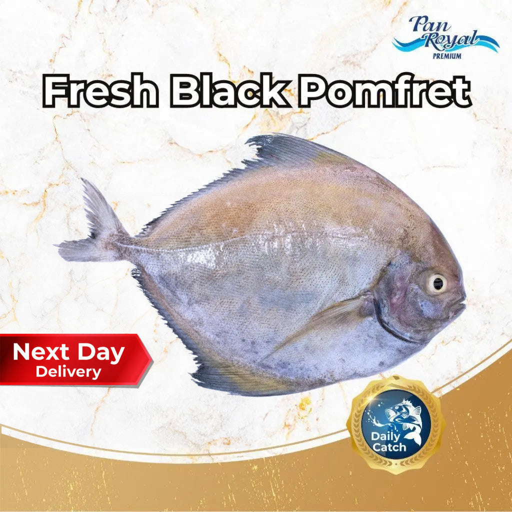 Fresh Black Pomfret (400 - 500g +/-) – Pan Ocean Singapore