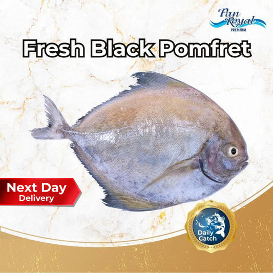 Fresh Black Pomfret (400 - 500g +/-) – Pan Ocean Singapore