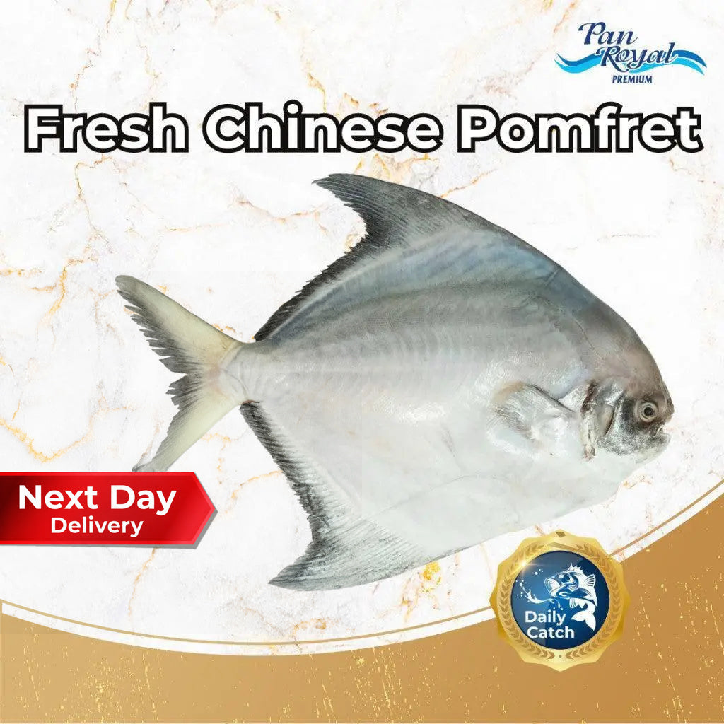Fresh Chinese Pomfret (500g +/-) - Pan Ocean Singapore