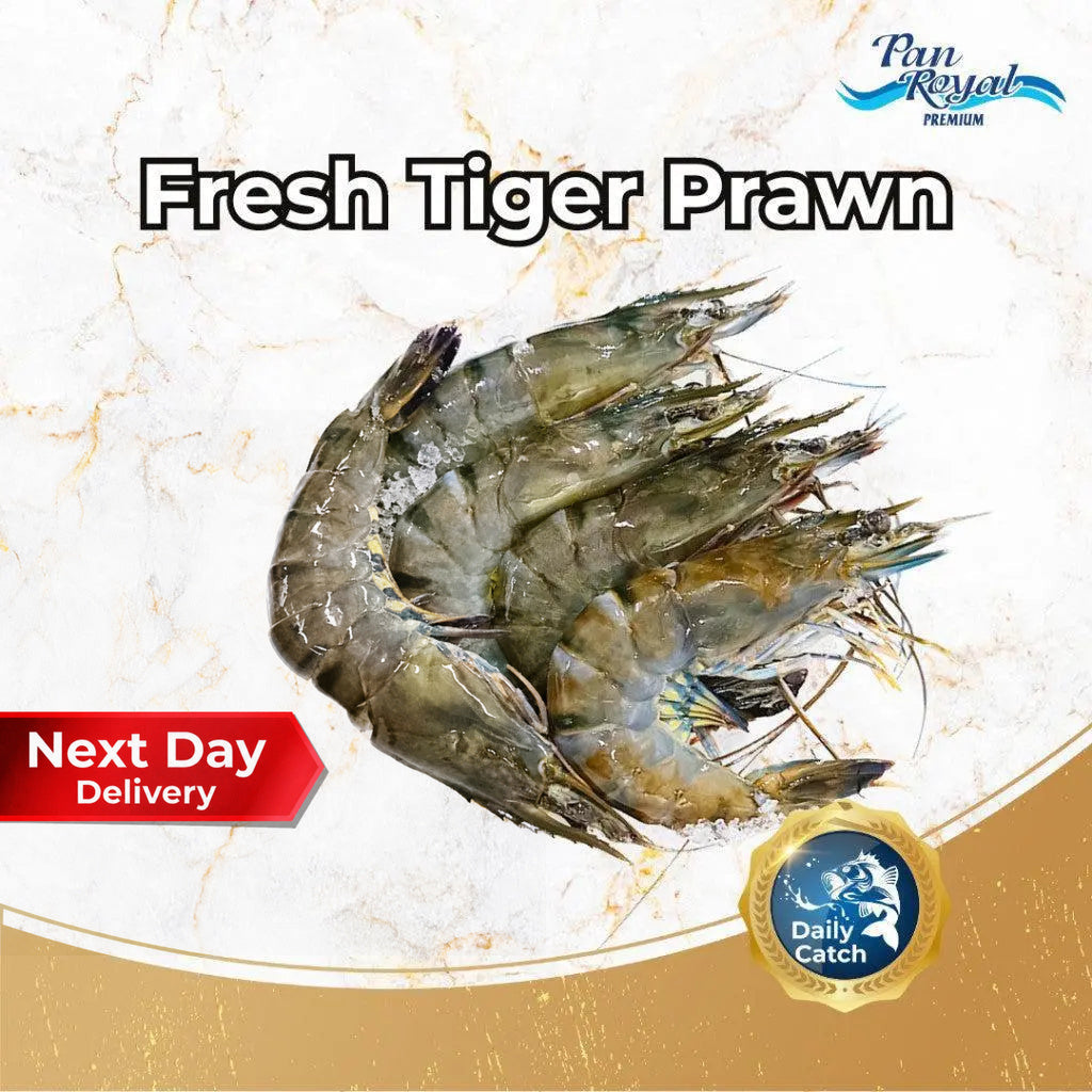 [PAN ROYAL] Fresh Tiger Prawn (500g +/-)-Pan Ocean Singapore - Sea Through Us