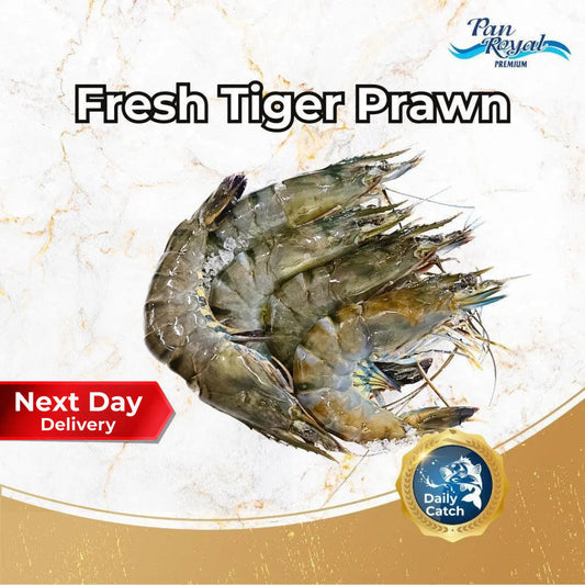 [PAN ROYAL] Fresh Tiger Prawn (500g +/-)-Pan Ocean Singapore - Sea Through Us