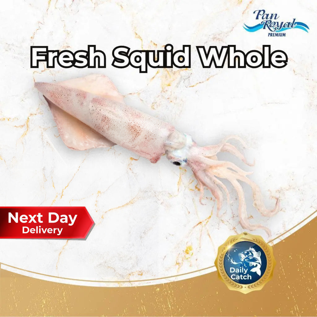 [PAN ROYAL] Fresh Sea Caught Squid Whole (500g +/-)-Pan Ocean Singapore - Sea Through Us