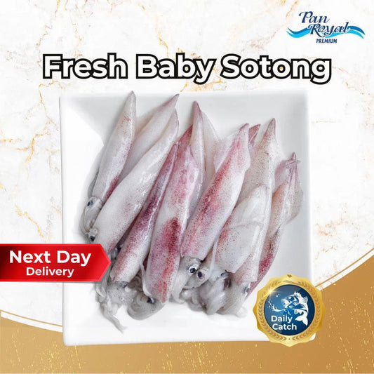 Fresh Baby Sotong (300g +/-) - Pan Ocean Singapore