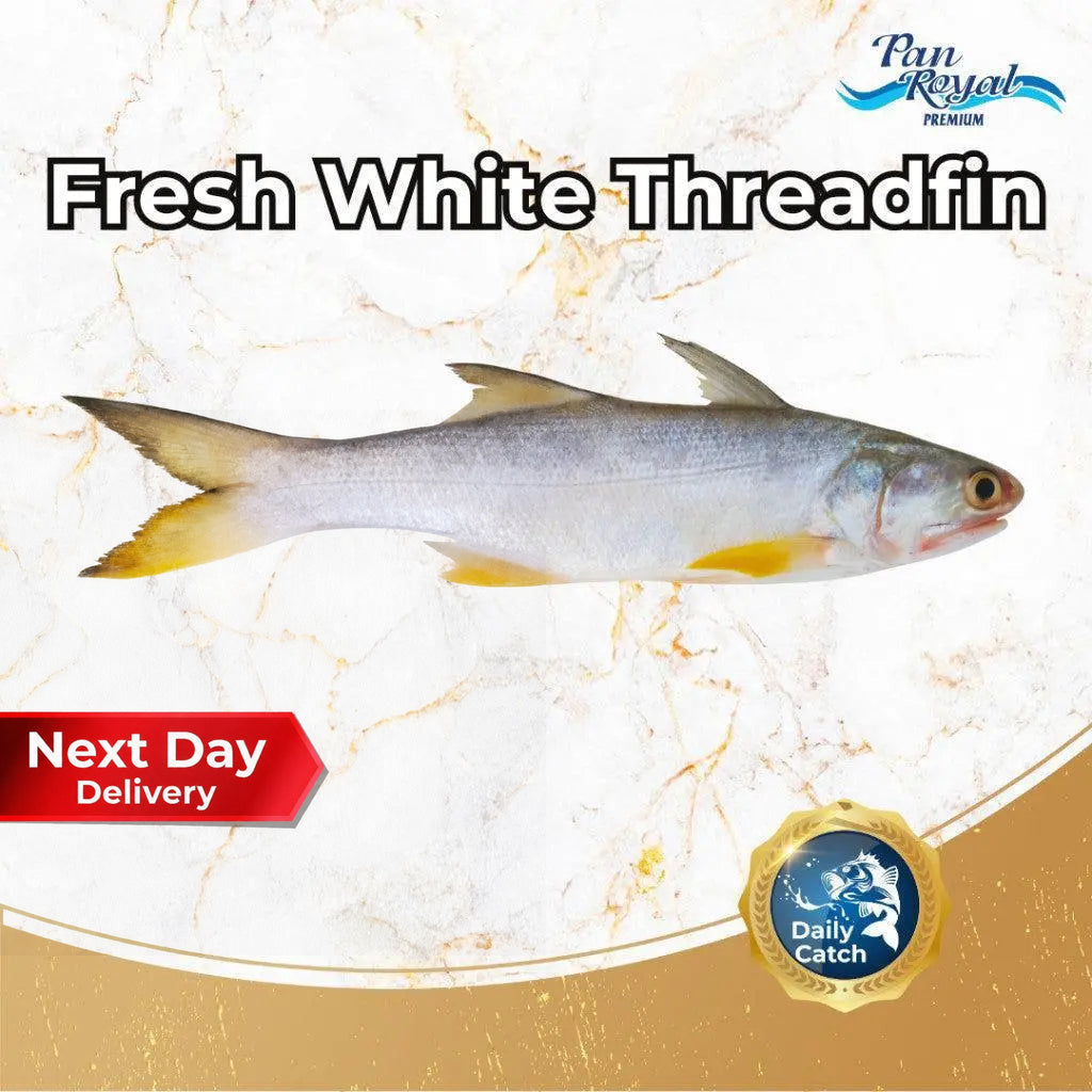 Fresh White Threadfin (500g +/-) – Pan Ocean Singapore