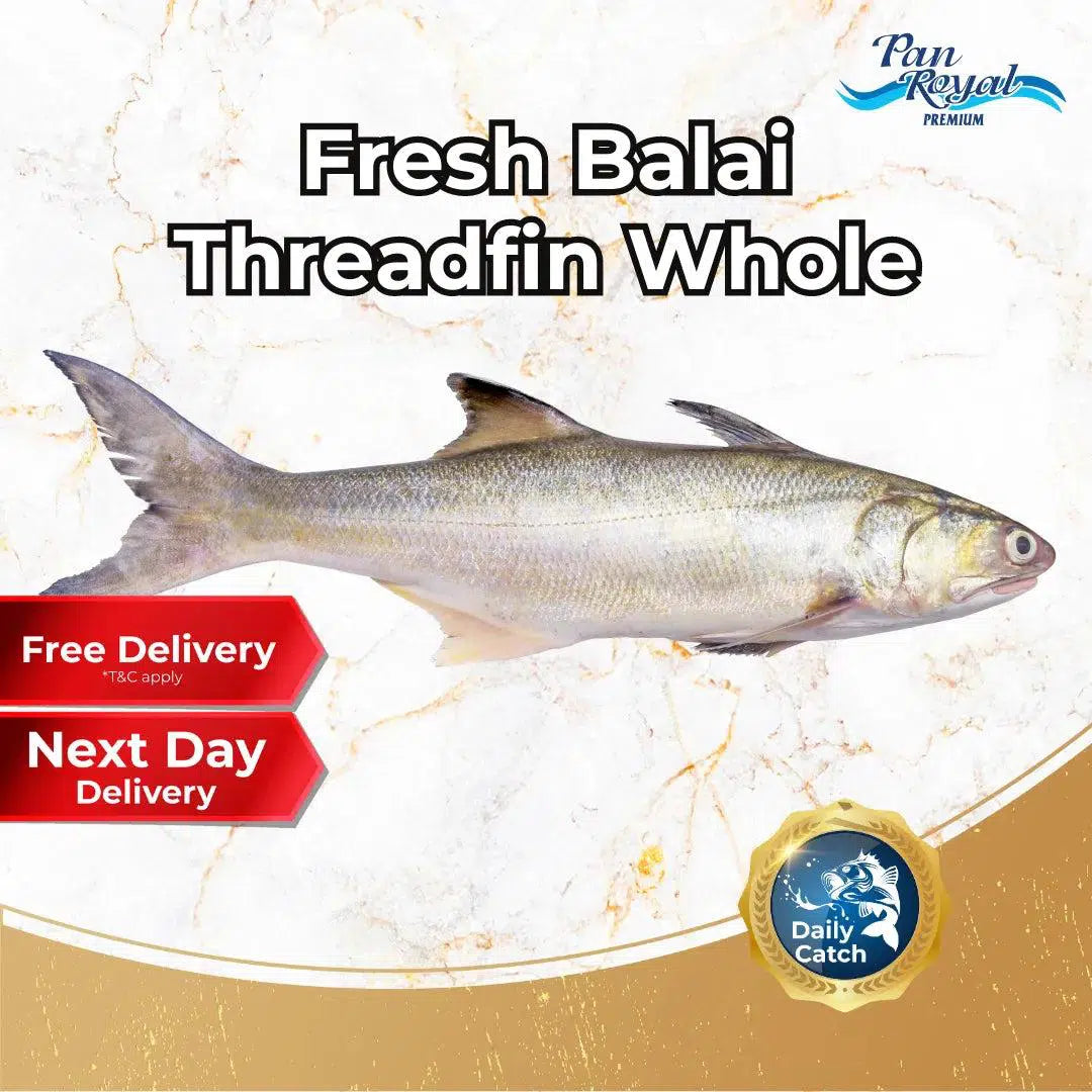 Fresh Sea Balai Threadfin Whole (1.5 - 3.5kg +/-)-Pan Ocean Singapore - Sea Through Us