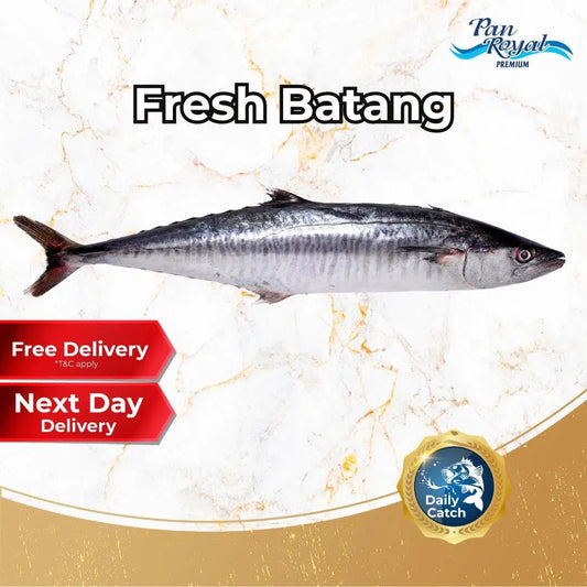 Fresh Sea Caught Batang Whole (1 - 4kg +/-)-Pan Ocean Singapore - Sea Through Us