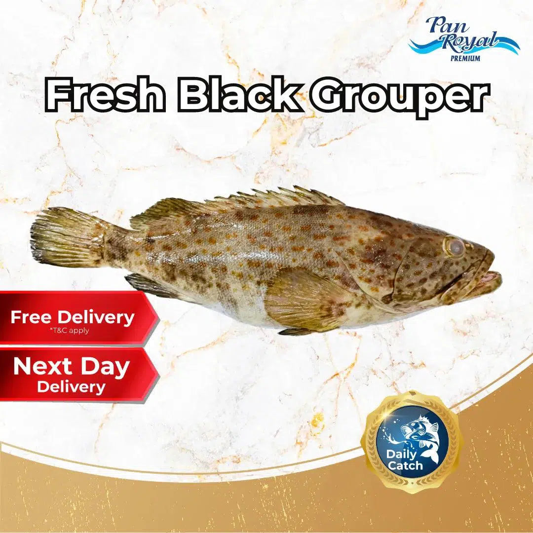 Fresh Sea Caught Black Grouper Whole (1 - 3kg +/-)-Pan Ocean Singapore - Sea Through Us