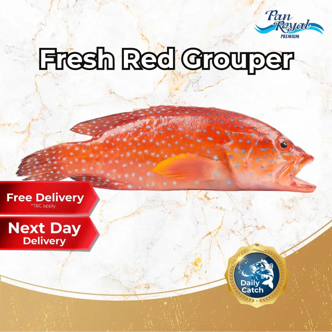 Fresh Sea Caught Red Grouper Whole (1 - 3kg +/-)-Pan Ocean Singapore - Sea Through Us