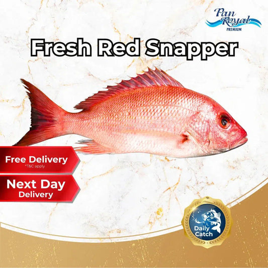 Fresh Sea Caught Red Snapper Whole (1 - 2kg +/-)-Pan Ocean Singapore - Sea Through Us