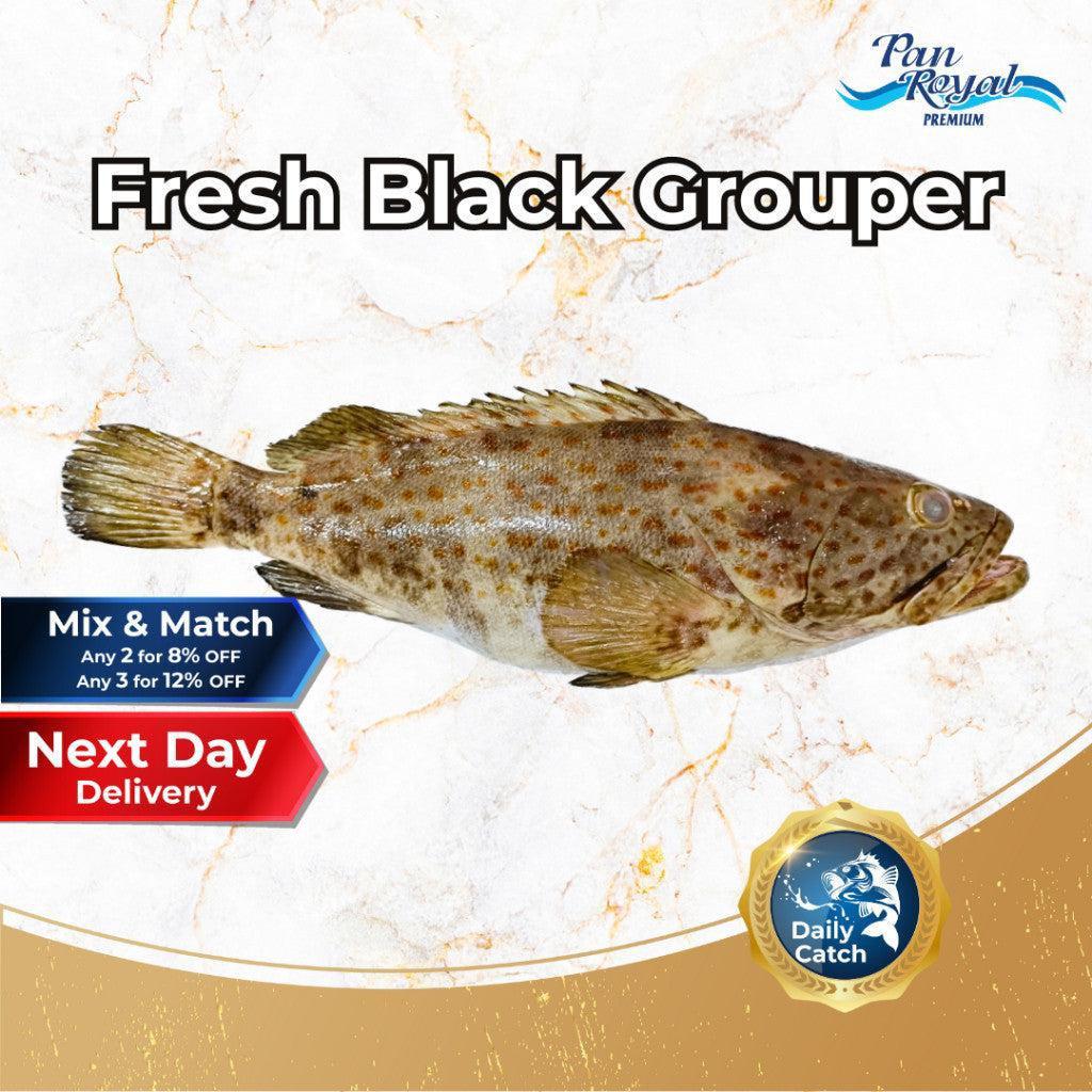 [PAN ROYAL] Fresh Black Grouper (800g +/-)-Pan Ocean Singapore - Sea Through Us