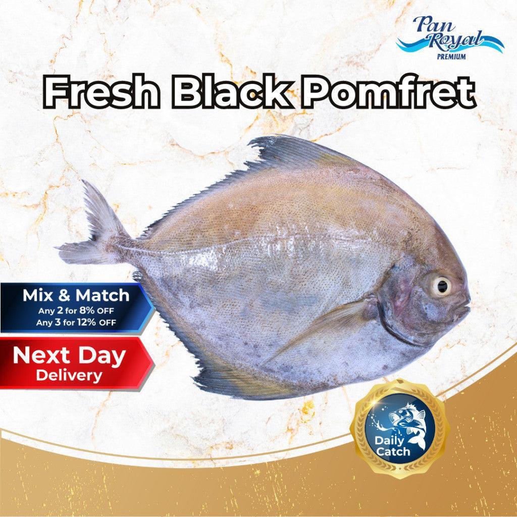 [PAN ROYAL] Fresh Black Pomfret (400 - 500g +/-)-Pan Ocean Singapore - Sea Through Us