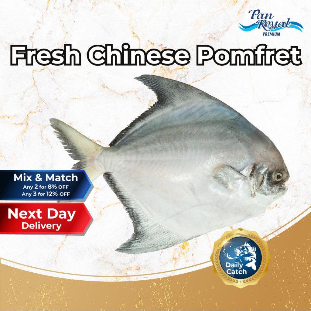 [PAN ROYAL] Fresh Chinese Pomfret (500g +/-)-Pan Ocean Singapore - Sea Through Us