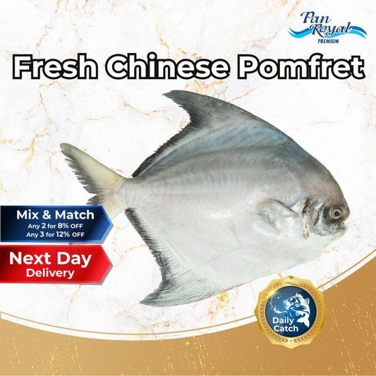 [PAN ROYAL] Fresh Chinese Pomfret (500g +/-)-Pan Ocean Singapore - Sea Through Us