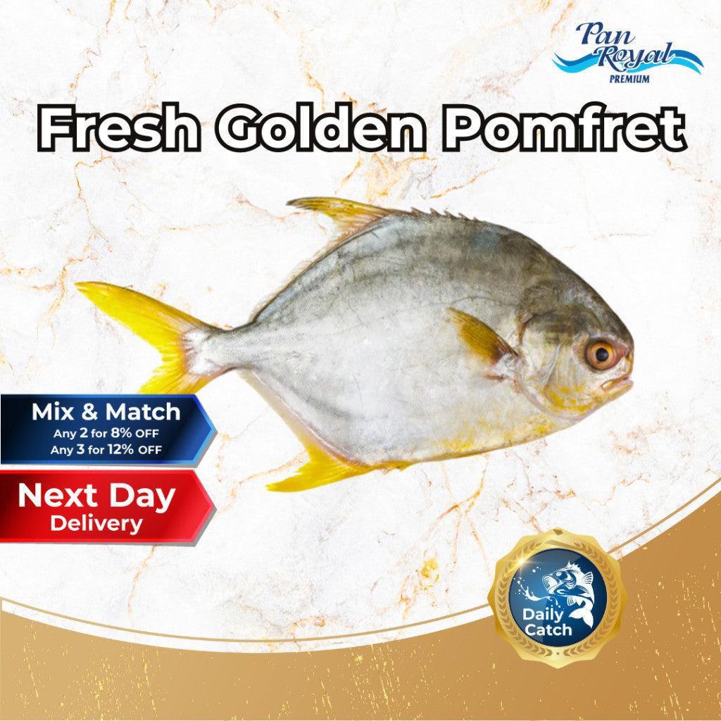 [PAN ROYAL] Fresh Golden Pomfret (400 - 500g +/-)-Pan Ocean Singapore - Sea Through Us