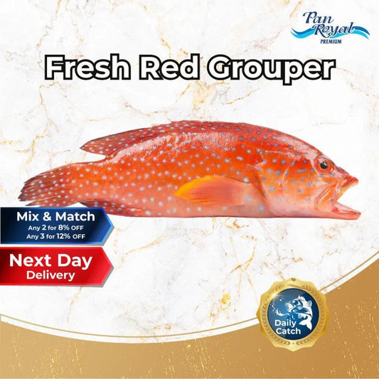 Fresh Red Grouper (400 - 500g +/-) – Pan Ocean Singapore