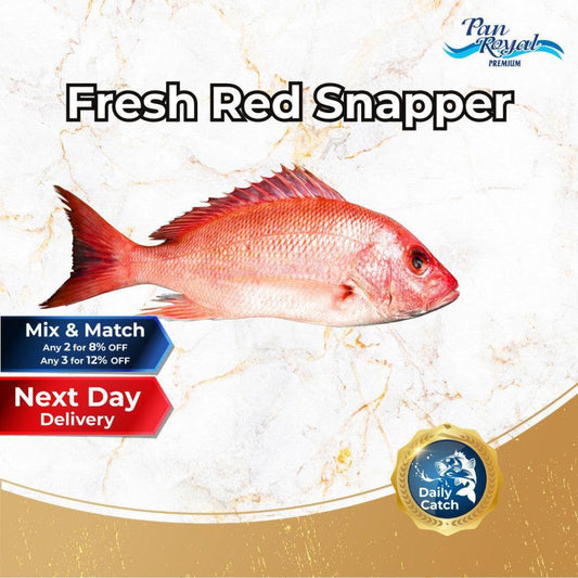 [PAN ROYAL] Fresh Red Snapper (600 - 700g +/-)-Pan Ocean Singapore - Sea Through Us