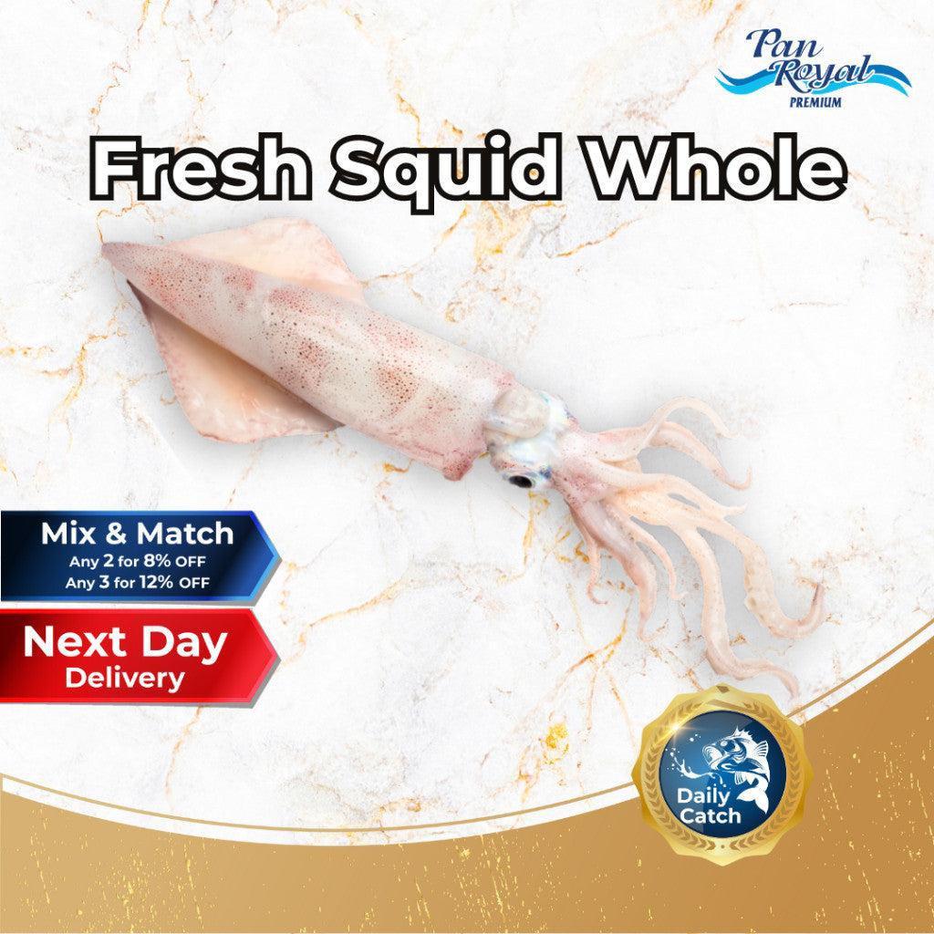 [PAN ROYAL] Fresh Sea Caught Squid Whole (500g +/-)-Pan Ocean Singapore - Sea Through Us