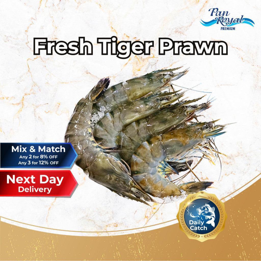 [PAN ROYAL] Fresh Tiger Prawn (500g +/-)-Pan Ocean Singapore - Sea Through Us