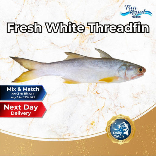 [PAN ROYAL] Fresh White Threadfin - Cleaned and Gutted (500g +/-)-Pan Ocean Singapore - Sea Through Us